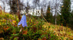 bilde
