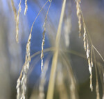 bilde