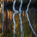 bilde