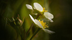 bilde