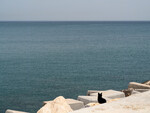 bilde