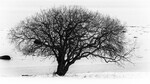 bilde