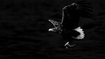 bilde
