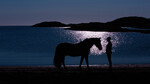 bilde