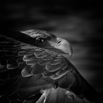 bilde