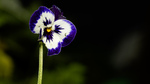 bilde