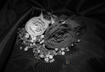 bilde