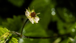 bilde