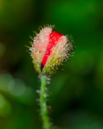 bilde