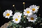 bilde