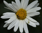 bilde