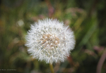 bilde