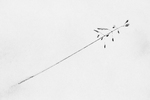 bilde