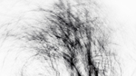 bilde