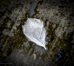 bilde
