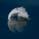 bilde
