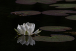 bilde