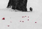 bilde