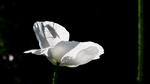 bilde