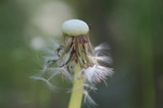 bilde