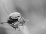 bilde