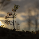 bilde