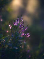 bilde