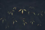 bilde