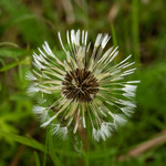 bilde