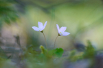 bilde