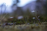 bilde