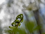 bilde