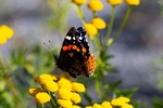 bilde