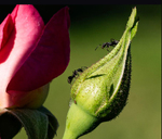 bilde