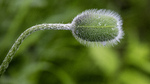 bilde