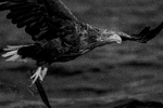 bilde