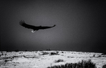 bilde