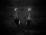 bilde