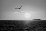 bilde
