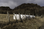 bilde