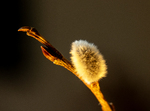 bilde