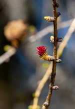 bilde