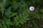 bilde