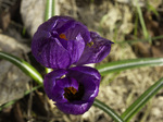 bilde