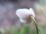 bilde