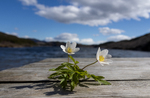 bilde