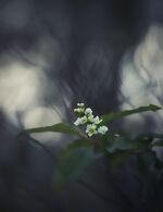 bilde