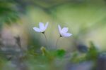 bilde