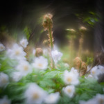 bilde