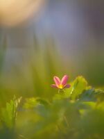 bilde